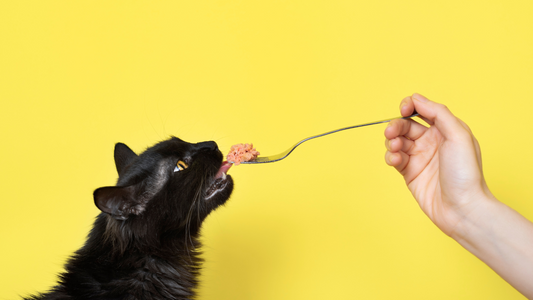 Ditch the Dry. Our Guide to a Biologically Appropriate Diet for Cats