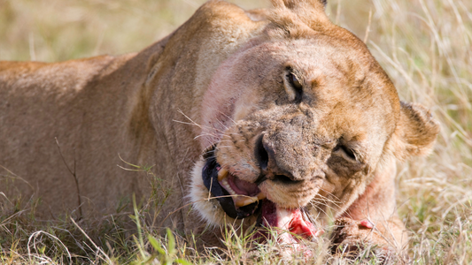5 Steps to Help Your Cat Chew Like a Lion
