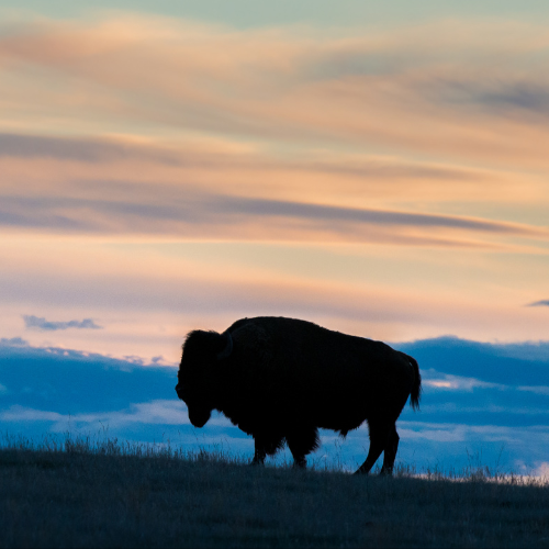 Bison standing on the prairie at sunset.