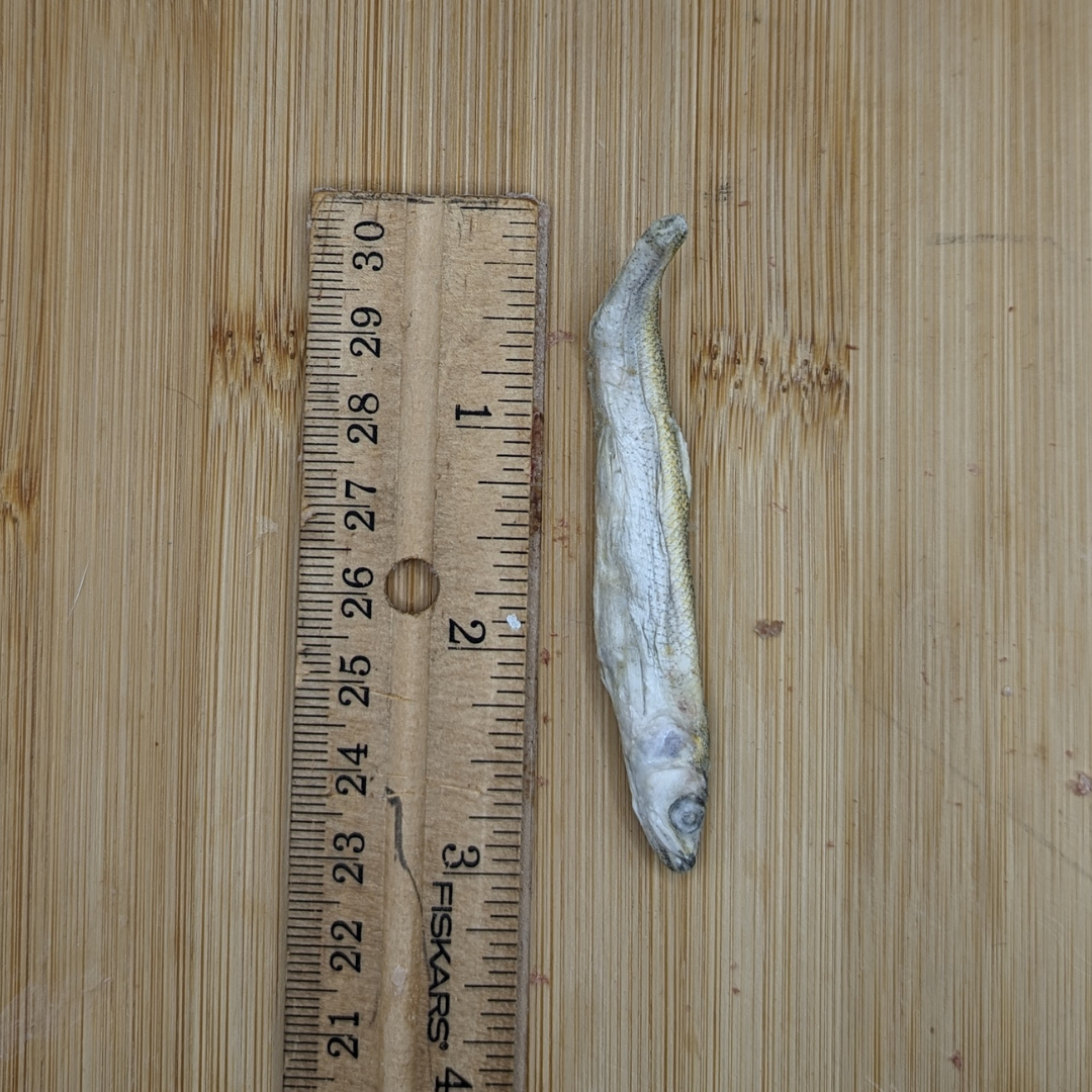 A Beast Feast Freeze-dried Smelt 1oz next to a ruler on a wooden table, rich in Omega-3 fatty acids.