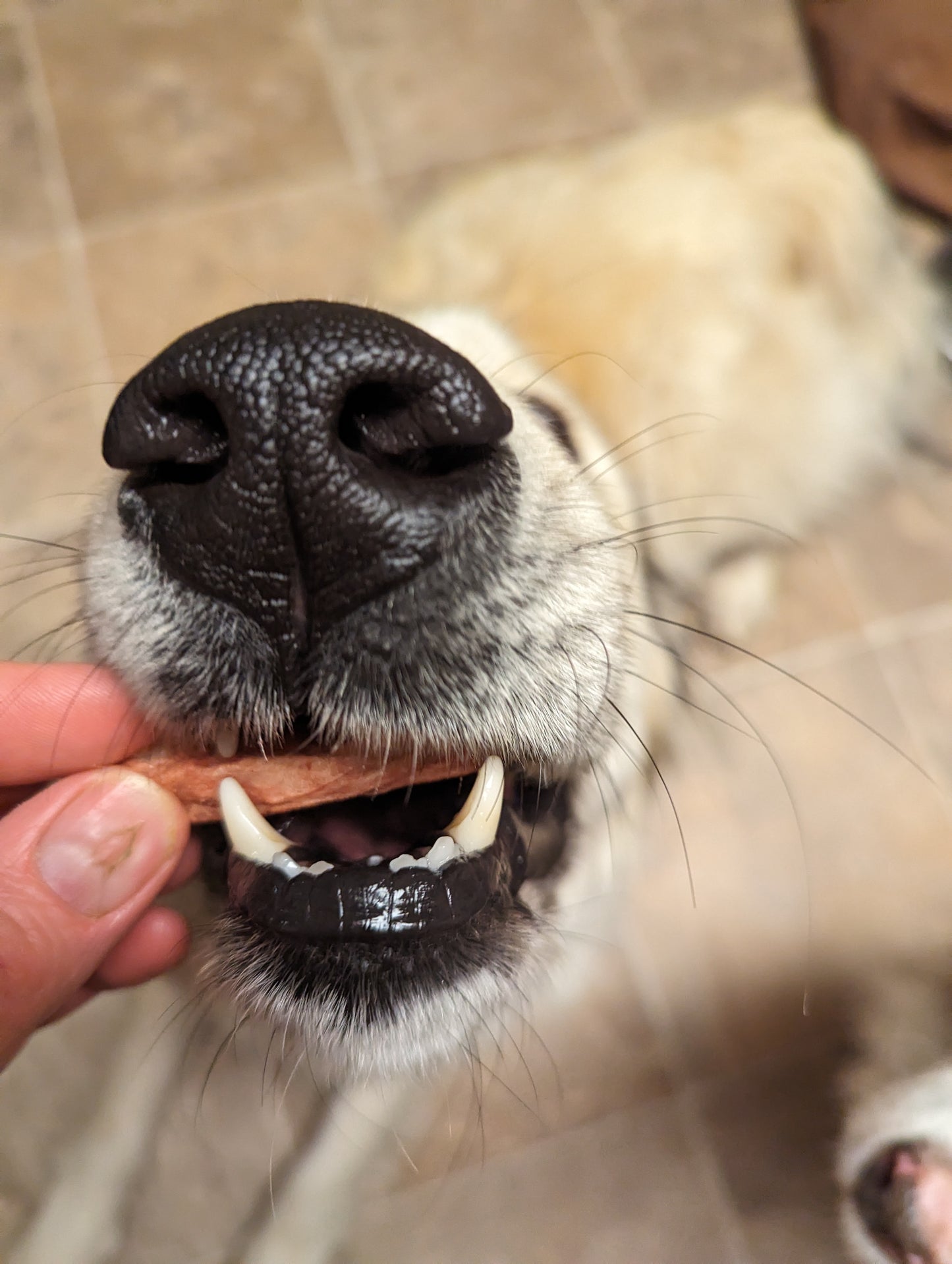 A person is feeding a dog a piece of Beast Feast Freeze-dried Duck Tongues 1oz containing zinc.