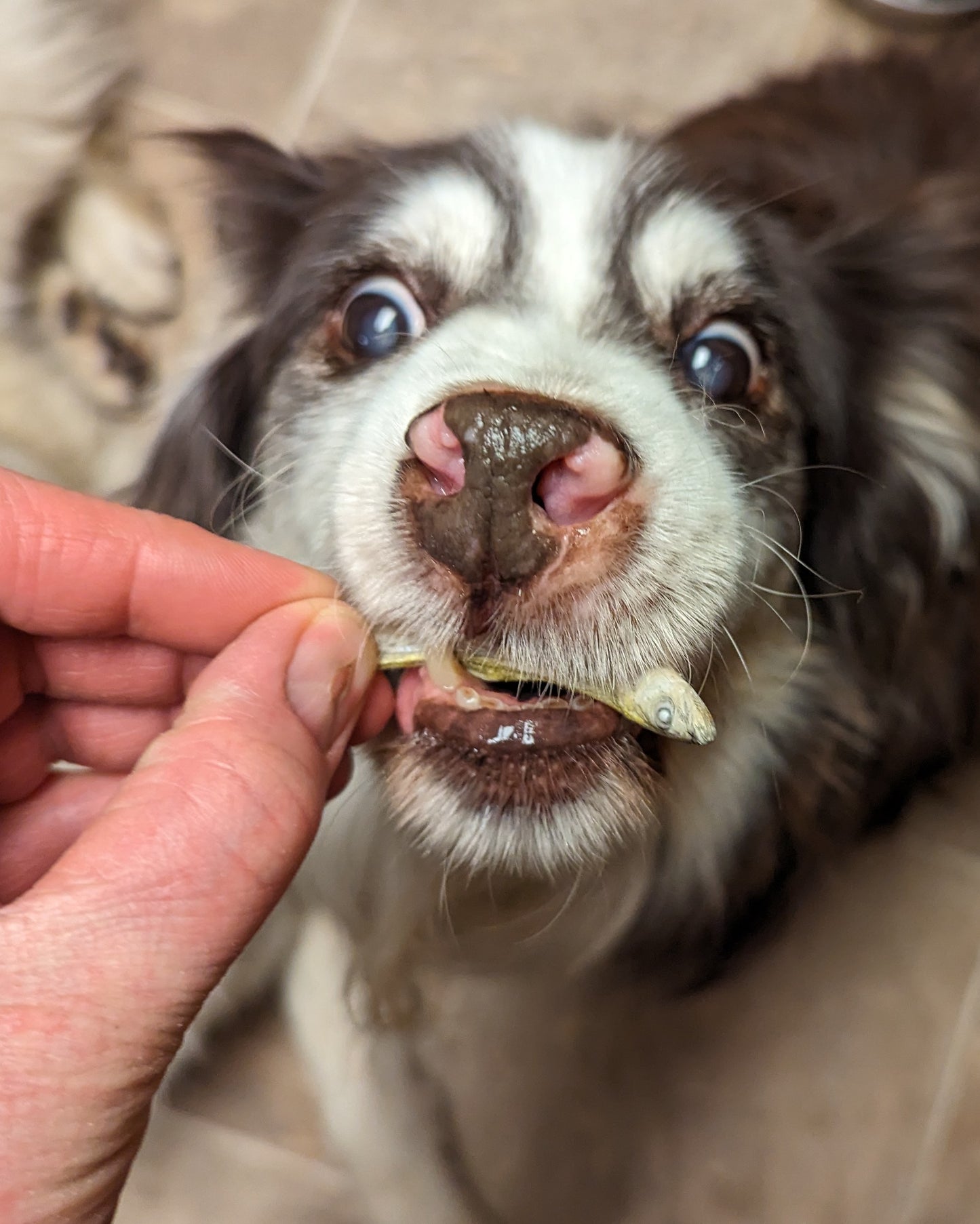 A person is feeding a dog a piece of Beast Feast's 1oz freeze-dried smelt.