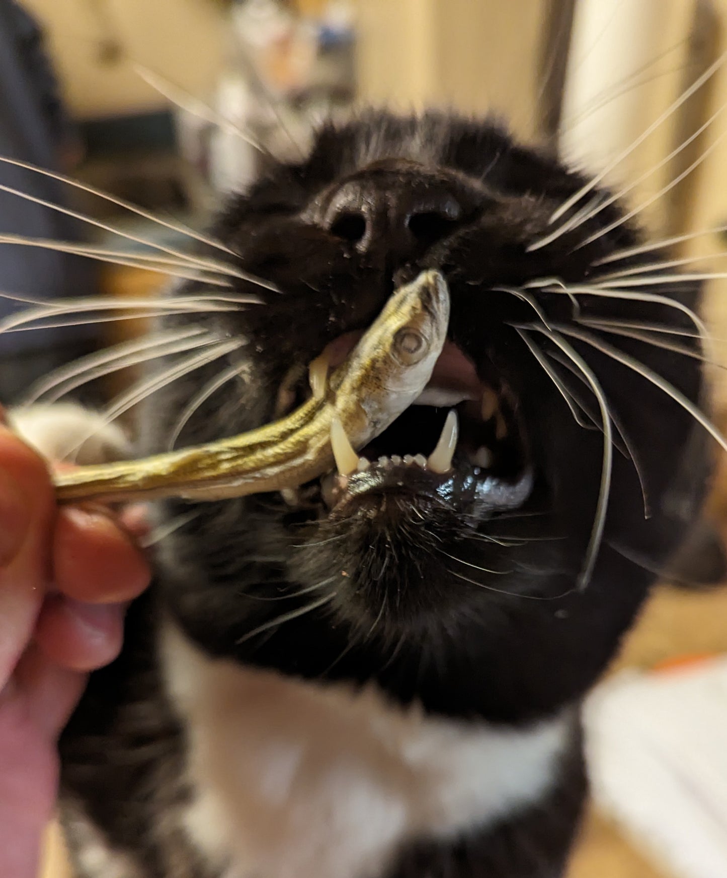 A black and white cat playing with a Freeze-dried Smelt 1oz from Beast Feast.