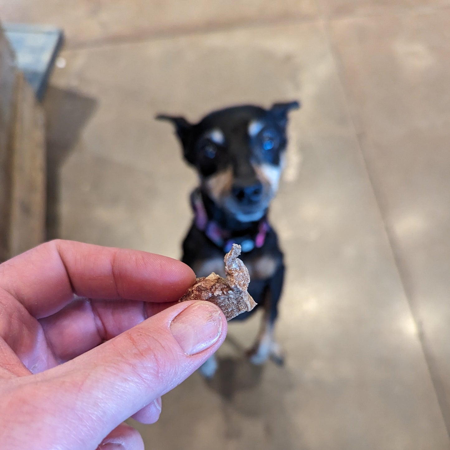 A person offering Beast Feast Freeze-Dried Pork Heart 3oz to a dog.