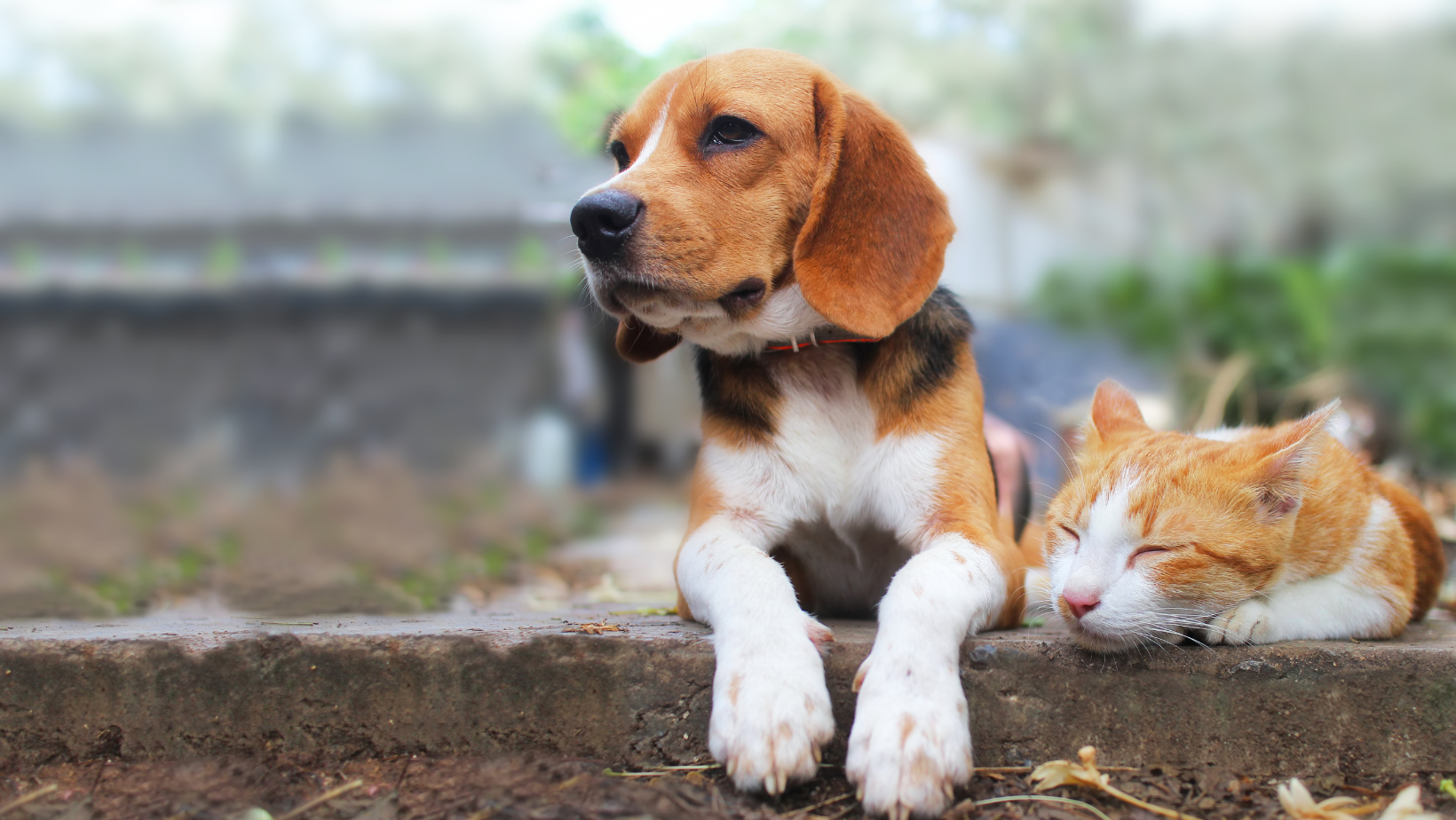 Beagle-Dog-Sitting-With-Orange-Cat