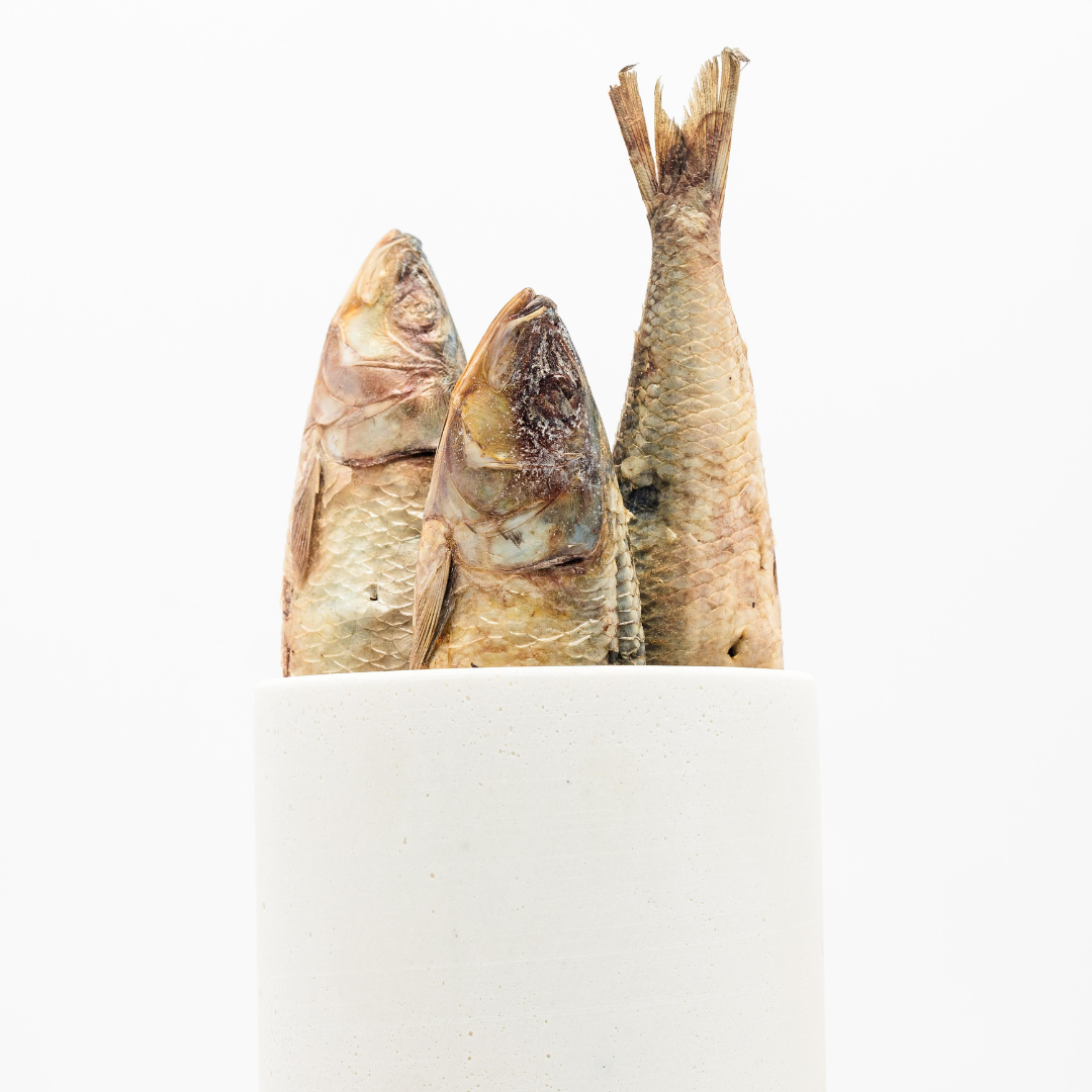 Three protein-rich Freeze-Dried Sardines in a white ceramic cup by Beast Feast.