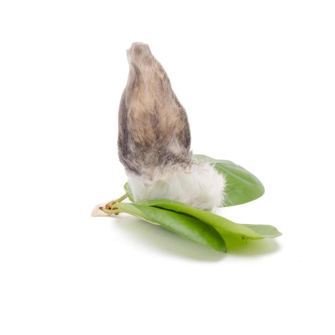 A bird with its beak tucked under its wing, standing on a green plant against a white background, evokes the imagery of Beast Feast Freeze-Dried Rabbit Ears.
