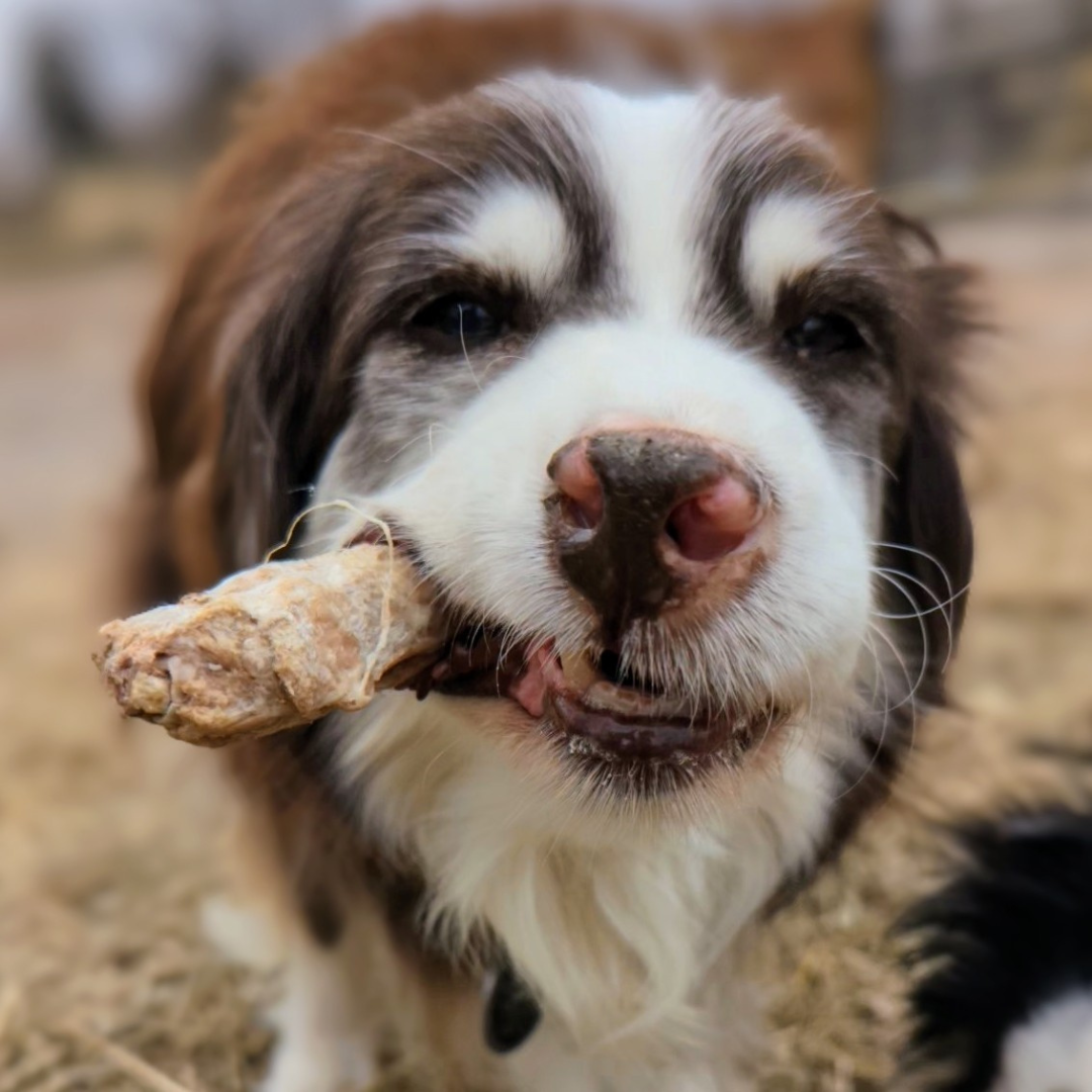 A dog with a Beast Feast Freeze-Dried Duck Neck in its mouth, promoting joint health.