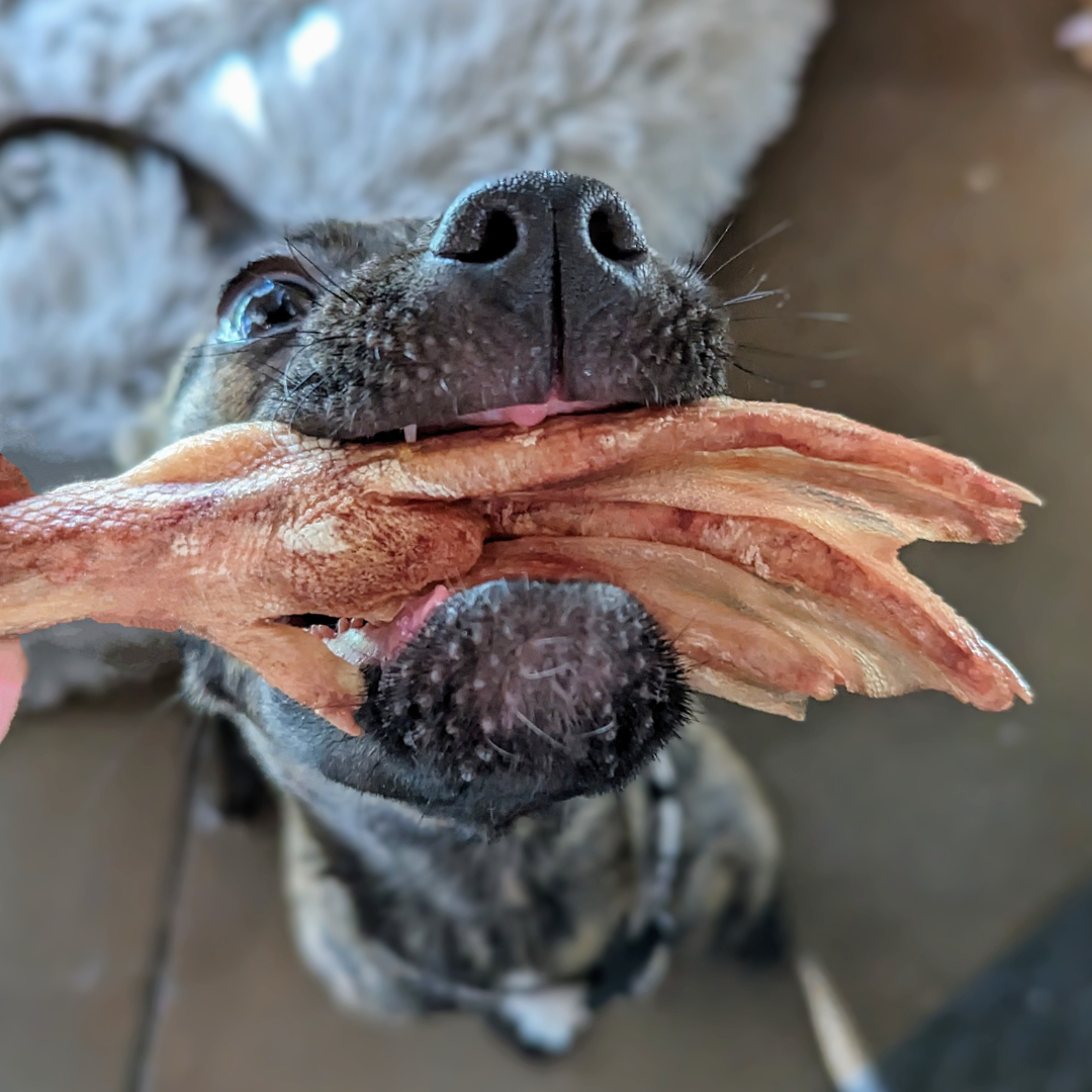 A senior dog is chewing on Beast Feast's Freeze-Dried Duck Feet, providing relief for its arthritis.