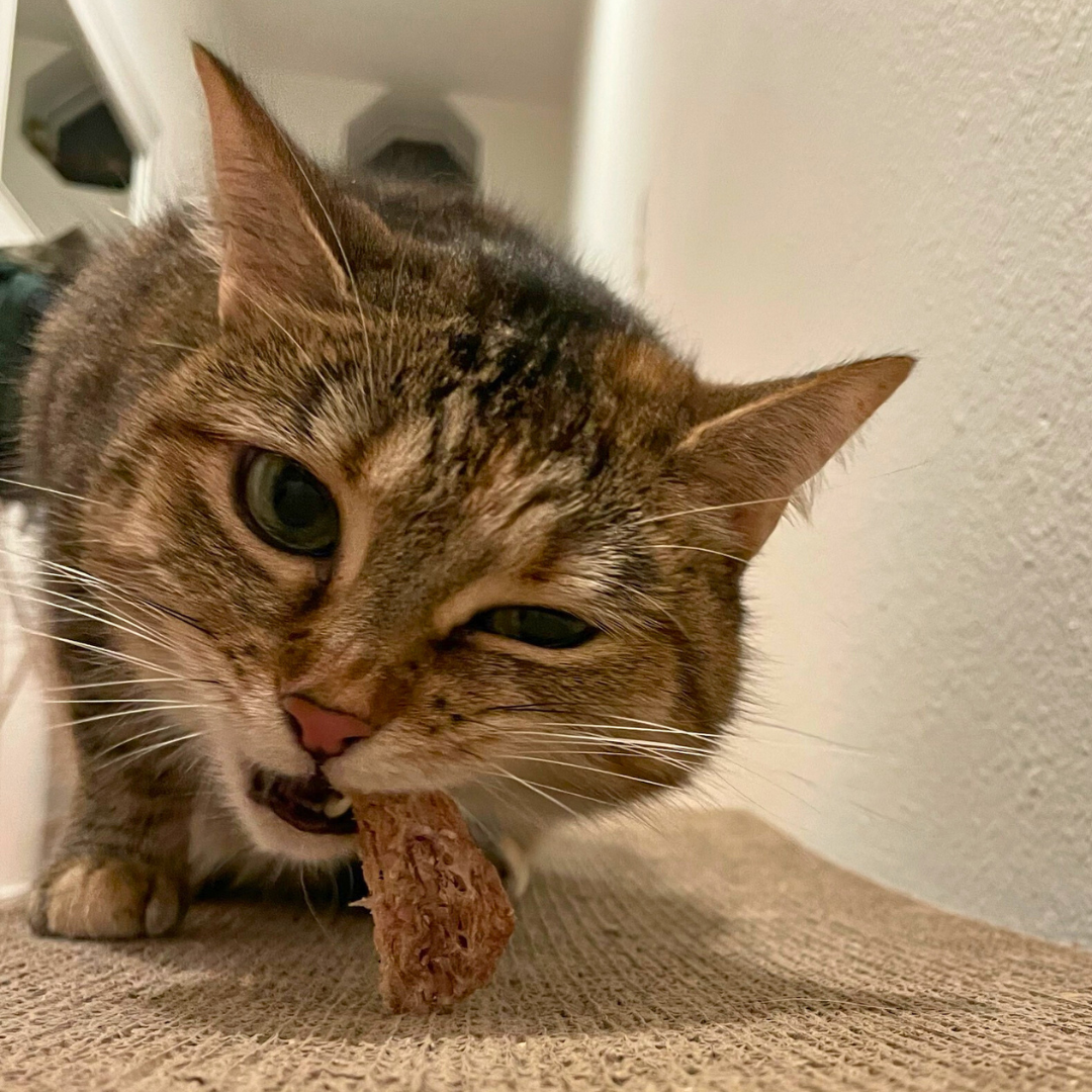 A tabby cat with a Beast Feast Freeze-Dried Chicken Neck in its mouth.