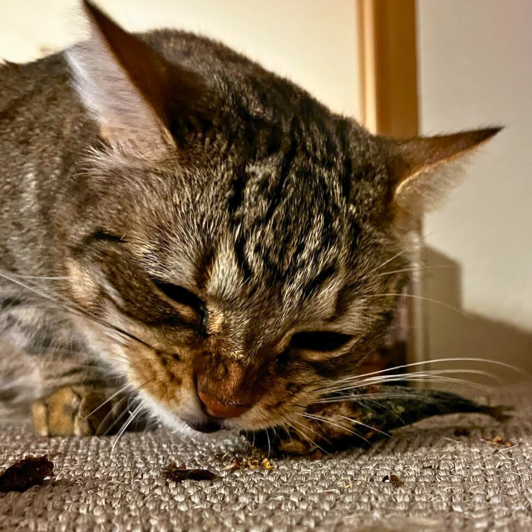 A tabby cat enjoys eating a piece of Beast Feast Freeze-Dried Sardine, rich in protein and Omega-3 fatty acids.