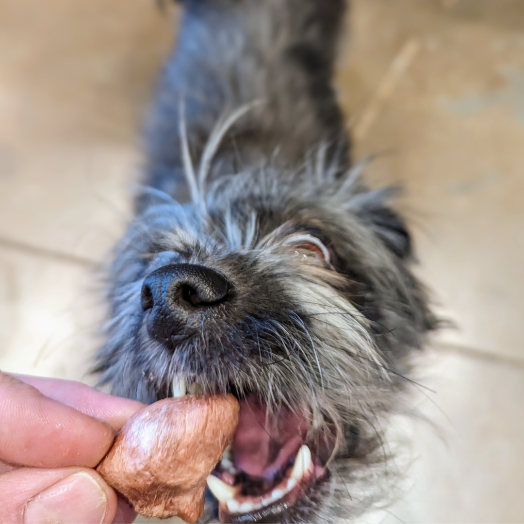 A dog is enjoying a Beast Feast Freeze-Dried Chicken Hearts 3oz treat, which is rich in taurine.