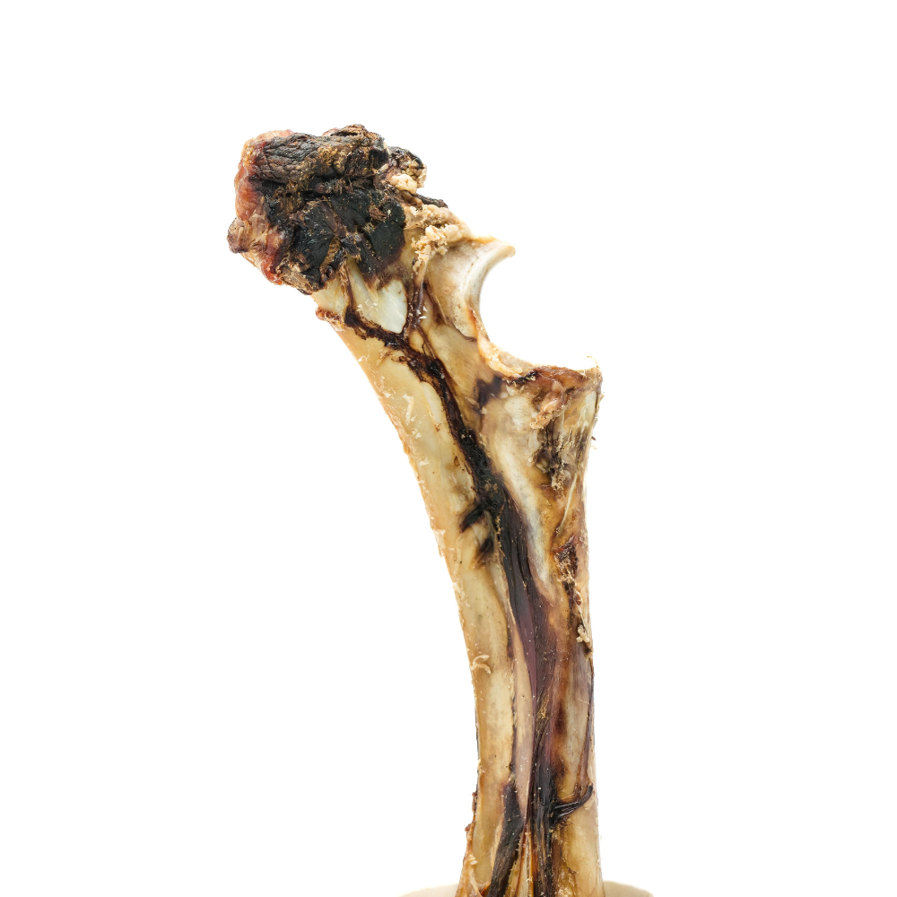 A Smoked Bison "Dino" Bone from Beast Feast, with a bite taken out of it, perfect for long-lasting chew.