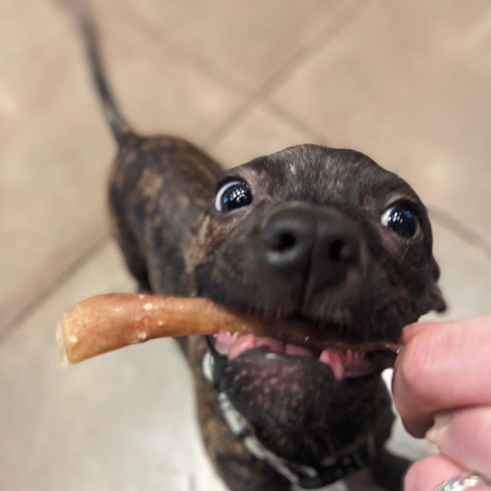 A black and brown dog is being held by a person while enjoying a Beast Feast Heritage Breed Dehydrated Pig Ear Strips.