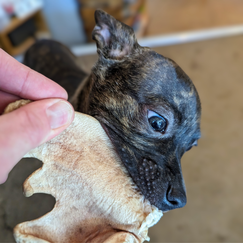 A Chihuahua, either a puppy or a senior dog, happily chews on a bone enriched with Beast Feast's Heritage Breed Freeze-Dried Pig Ears for added flavor and health benefits such as glucosamine.