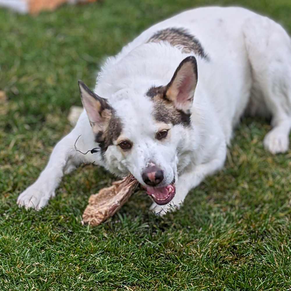 A dog enjoying a Beast Feast Organic Freeze-Dried Turkey Neck in the grass.