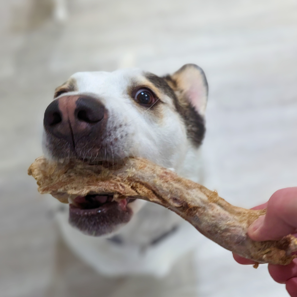 A dog is holding a Beast Feast Organic Freeze-Dried Turkey Neck in its mouth.