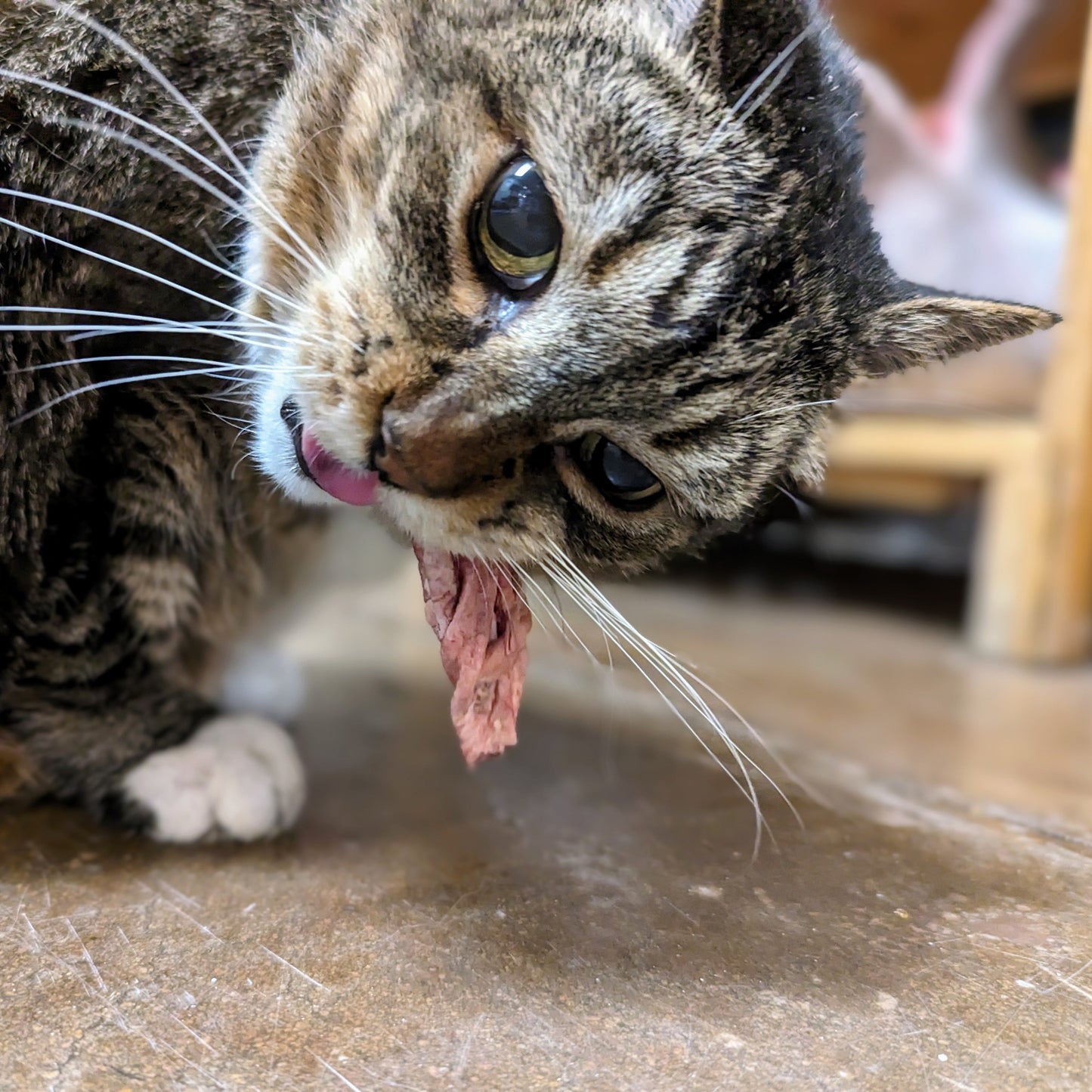 An ultimate upcycled byproduct - a tabby cat licking Beast Feast's Freeze-Dried Bison Tunica Twist.