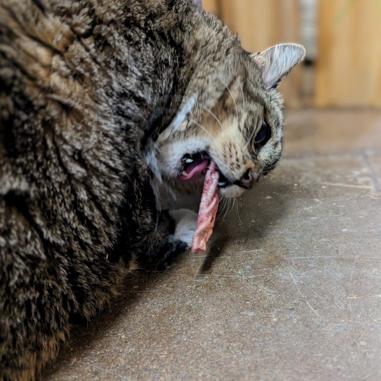 An upcycled byproduct, a cat licking a piece of Beast Feast Freeze-Dried Bison Tunica Twist.