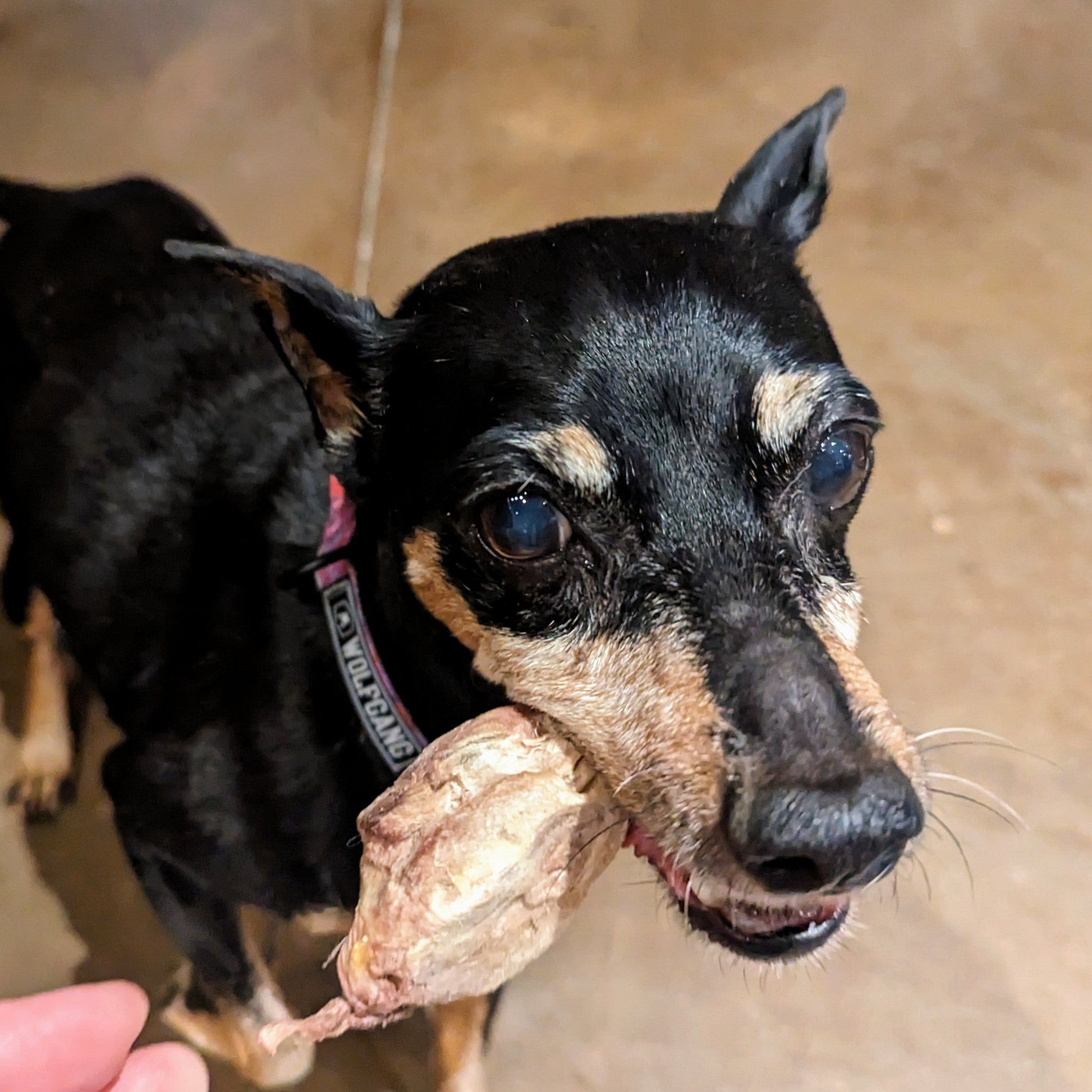 A dog holding a Beast Feast Freeze-Dried Pheasant Head treat in its mouth.