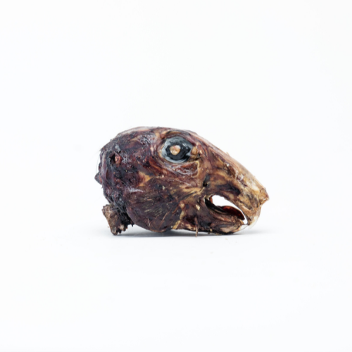 The Beast Feast Dehydrated Rabbit Head on a white background.